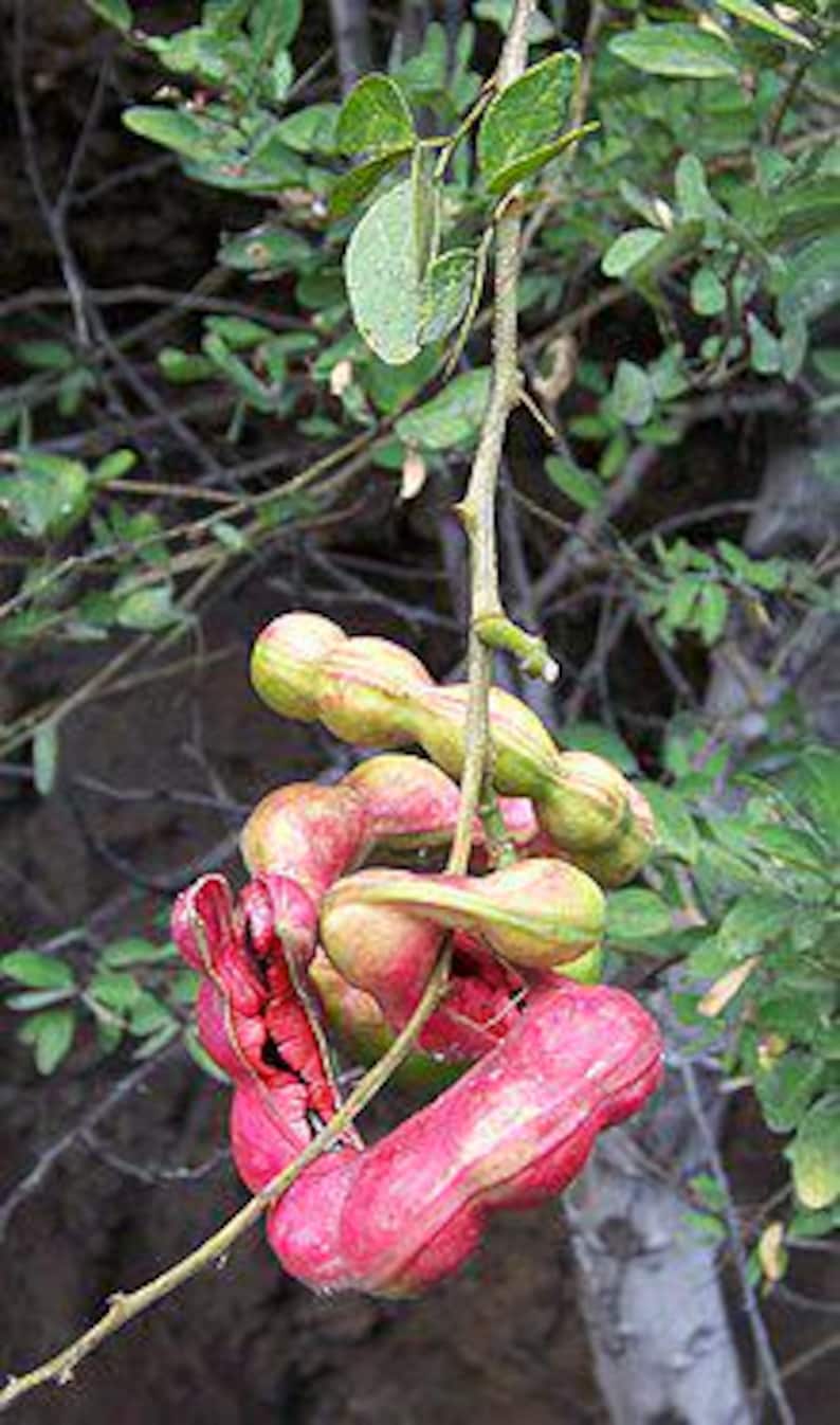 1 Guamuchil Tree Plant 2-3 Feet Tall - Pithecellobium dulce - Gallon Pot - Edible Pods - Drought Tolerant Live Plant