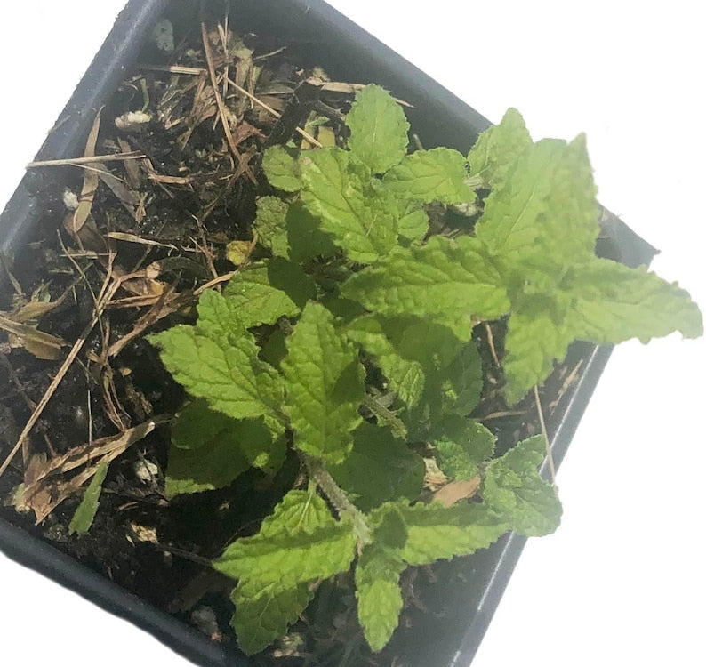 Organic Strawberry Mint Plant in 2.5-Inch Pot, Mentha x piperita 'Strawberry' | Perennial Herb for Culinary & Containers