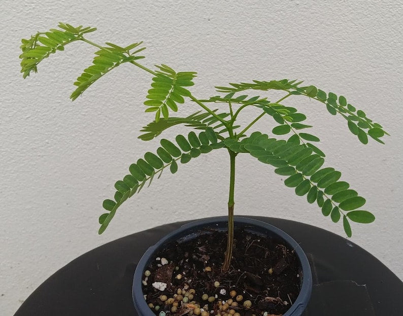 Red Royal Poinciana Tree 10" Plant Delonix regia Flame Tree with Bright Red Flowers for Gardens
