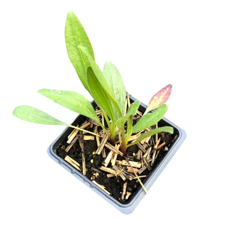 Pale Purple Coneflower Plant in 2.5-Inch Pot | Echinacea pallida Native Pollinator for Dry Soils