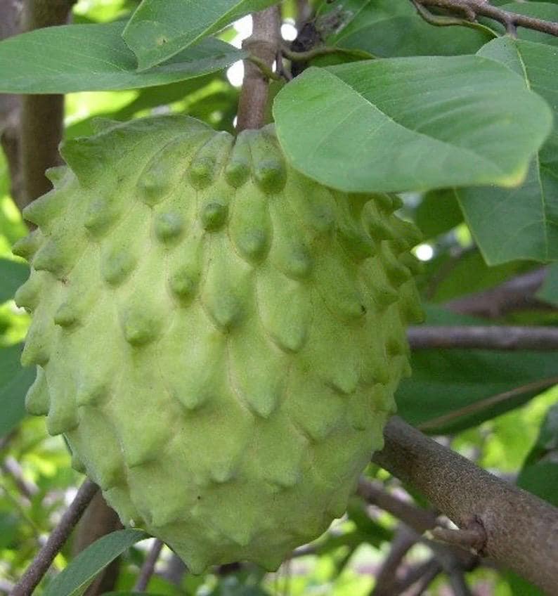 Atemoya Priestly Tree - Grafted 3 Gallon Pot - Annona Hybrids Tropical Fruit Plant for Home Garden