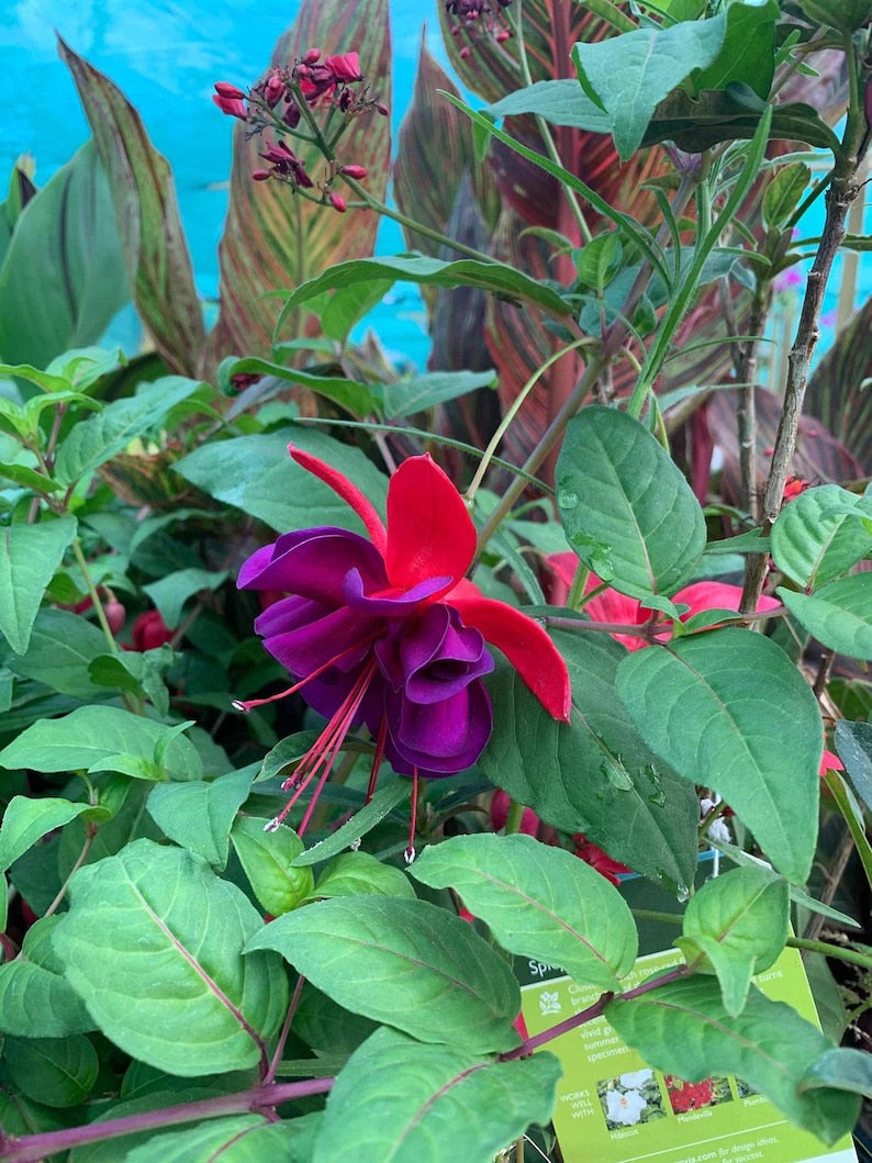 Fuchsia Voodoo Live Plant in 6" Pot – Edible Berries, Bright Red & Purple Flowers, Evergreen Shrub, Fuchsia spp.
