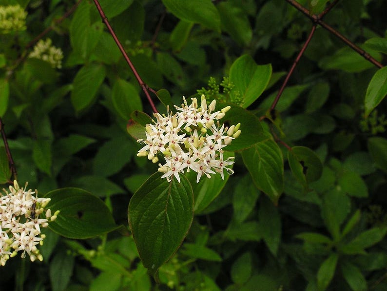 Silky Dogwood 12" Bareroot - Cornus amomum Native Plant with Range Map