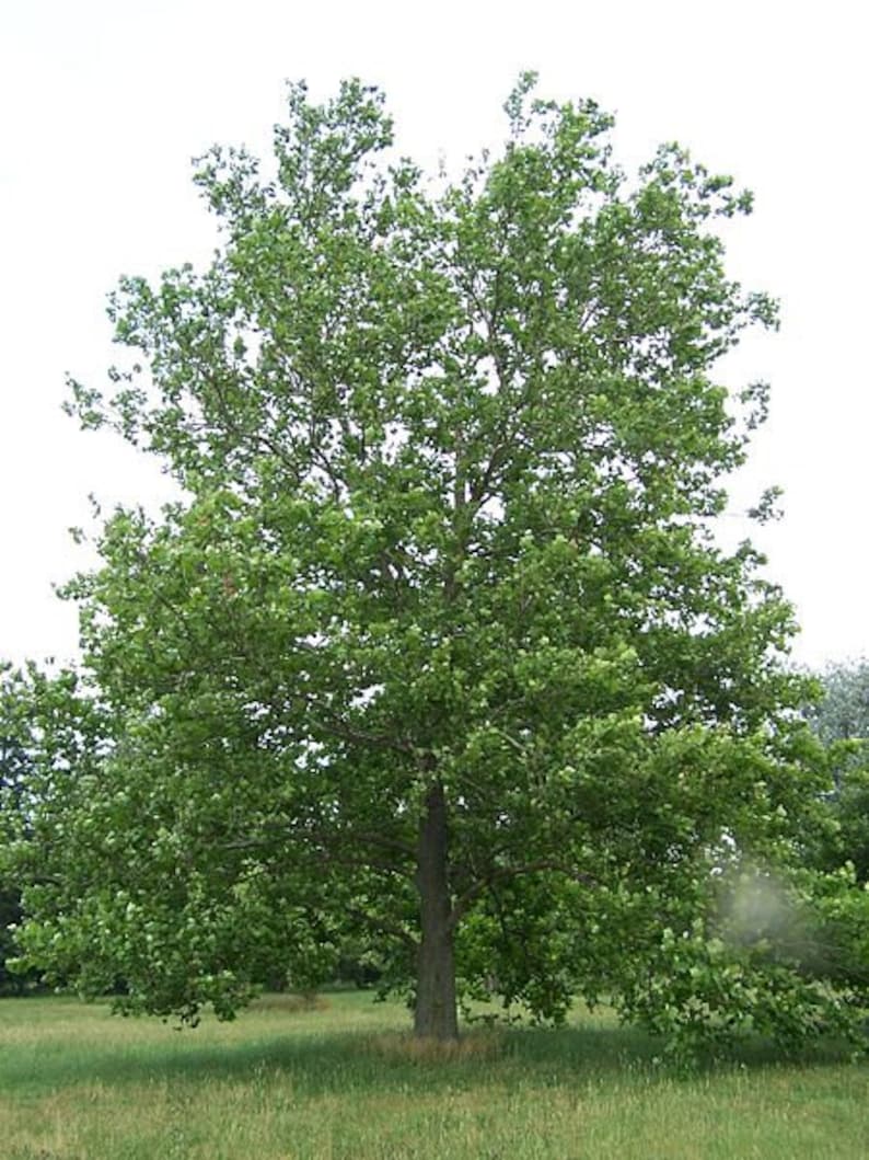 American Plane Tree Bareroot Trees 4" Container Platanus occidentalis for Landscaping & Shade, 2 Pack