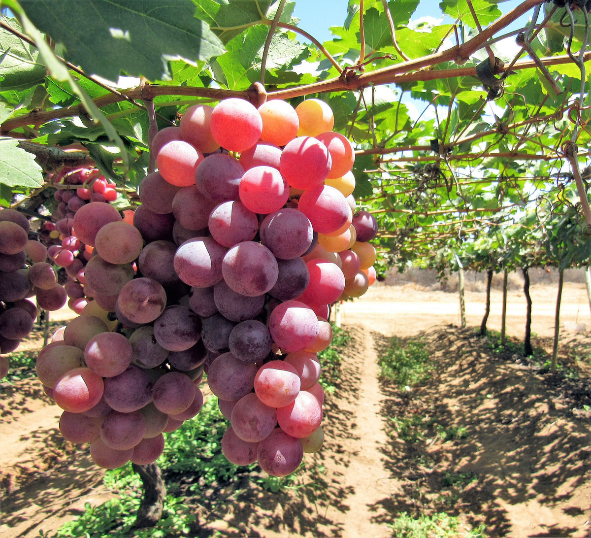 10 Giant RED GLOBE GRAPE Vitis Vinifera Fruit Vine Seeds
