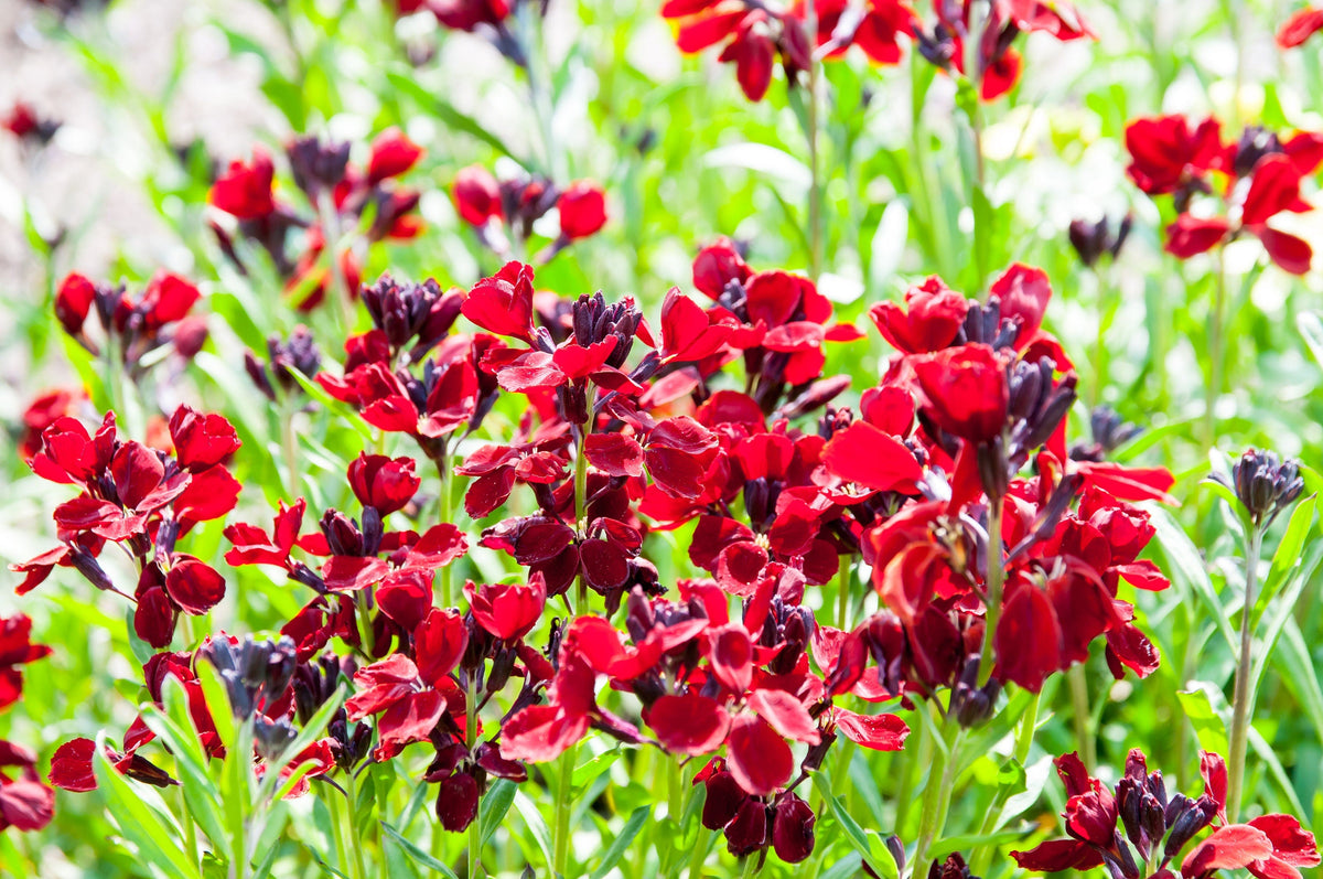 100 Mixed Colors FALSE BABYSTARS Showy Lianthus Leptosiphon Androsaceus Red Pink Purple White Yellow Orange Flower Seeds