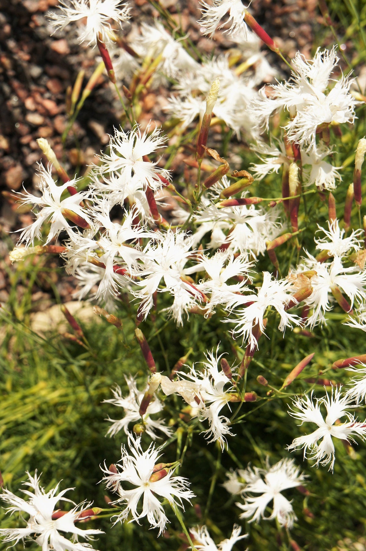 25 Dwarf LITTLE MAIDEN DIANTHUS Arenarius f. Nanus Fragrant White Flower Seeds