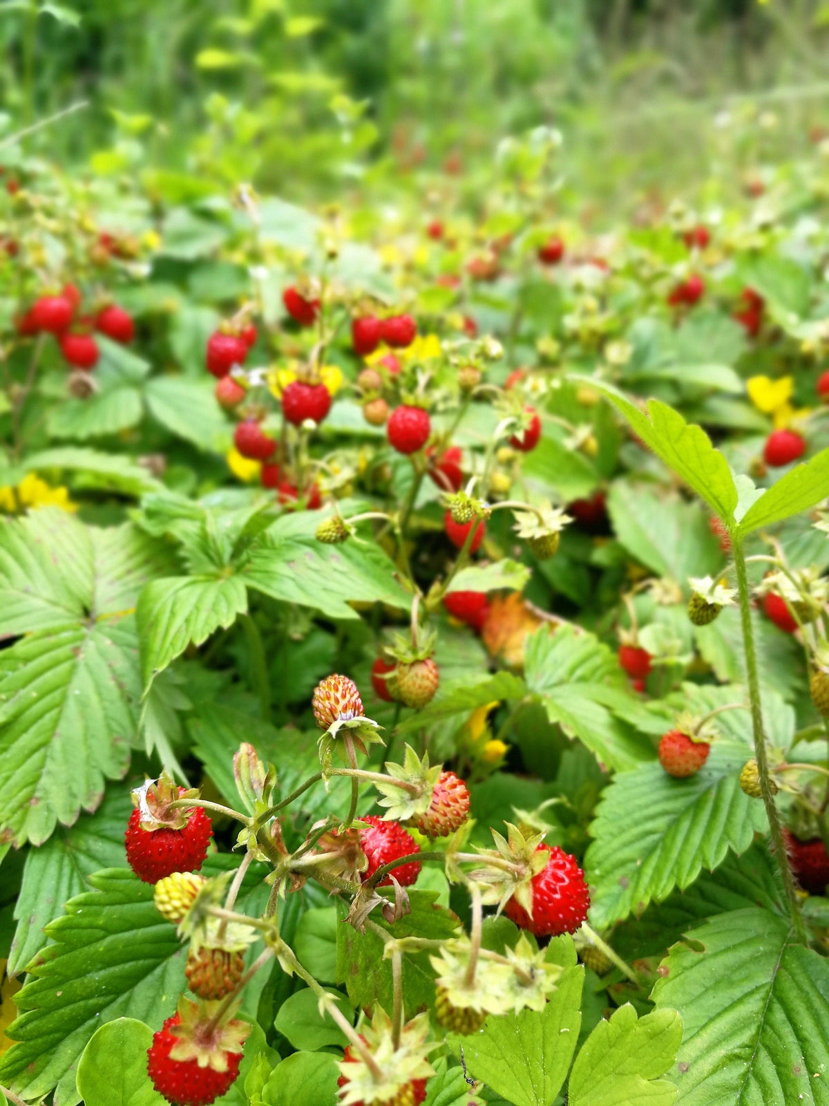 50 ALEXANDRIA STRAWBERRY Everbearing Alpine Fragaria Vesca Red Berry Fruit White Flower Seeds