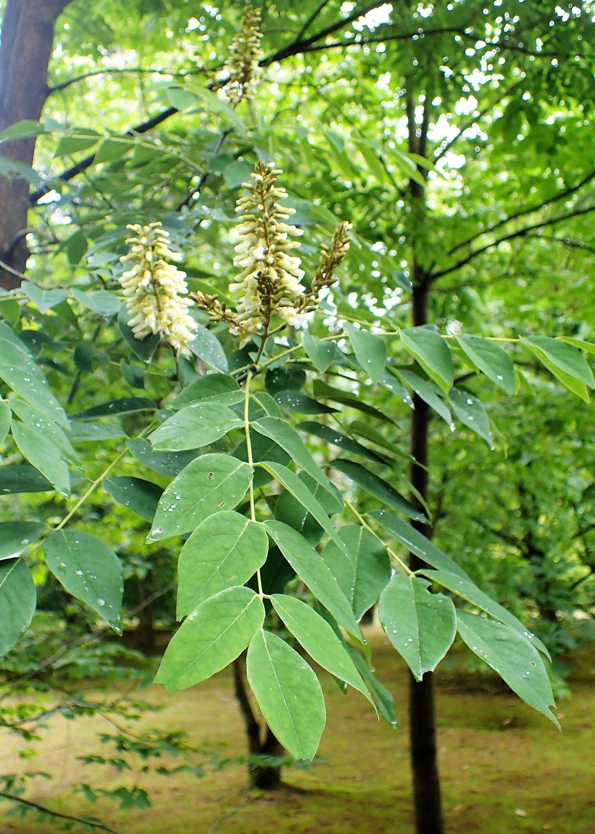 10 AMUR MAACKIA Cladrastis Amurensis Tree Ornamental White Flower Legume Seeds
