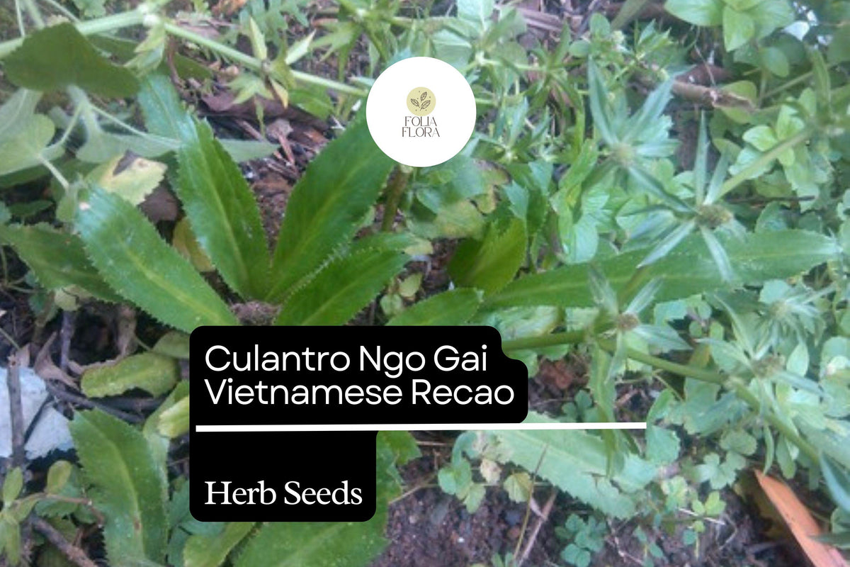 Culantro Seeds | Heirloom Vietnamese Herb Ngo Gai Recao | Eryngium foetidum, Aromatic Culinary Herb