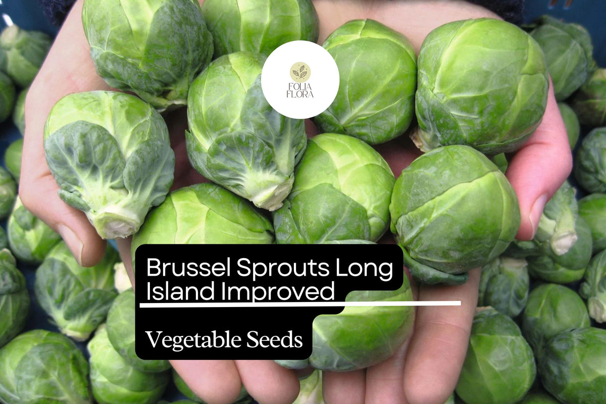 Brussel Sprouts Seeds 1g Long Island Improved Heirloom Brassica oleracea var. gemmifera Cold-Hardy, High-Yield, Compact