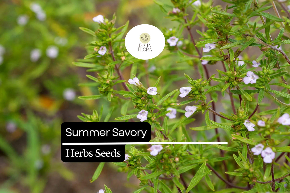 Summer Savory Seeds 1g | Satureja hortensis Herb for Culinary, Seasoning, Heirloom, Fast-Growing, Full Sun