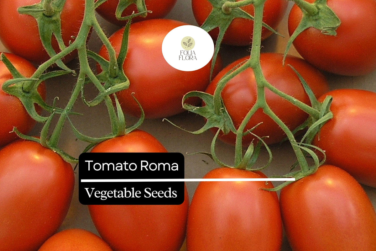 Roma Tomato Seeds 100mg Heirloom Non-GMO for Sauces, Pastes & Salsas | Solanum lycopersicum