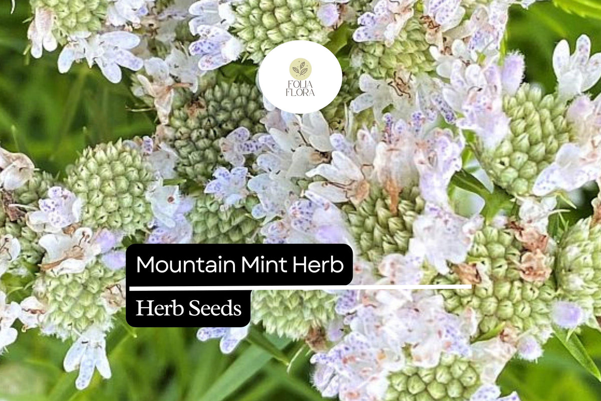 Mountain Mint Herb Seeds 30mg | Pycnanthemum spp. Aromatic Perennial for Pollinator Gardens & Medicinal Use