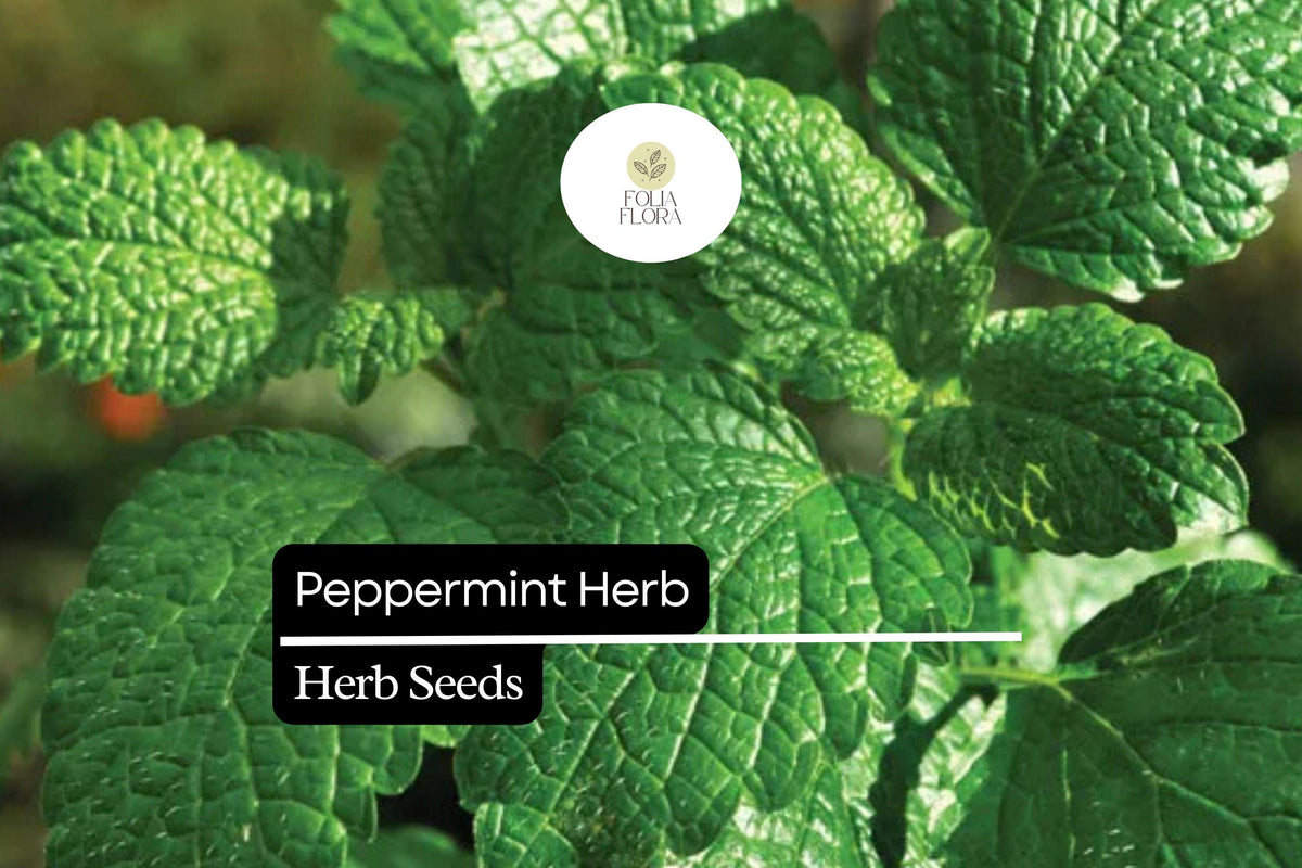 Peppermint Herb Seeds 30mg | Mentha × piperita Aromatic Culinary & Medicinal Herb for Garden