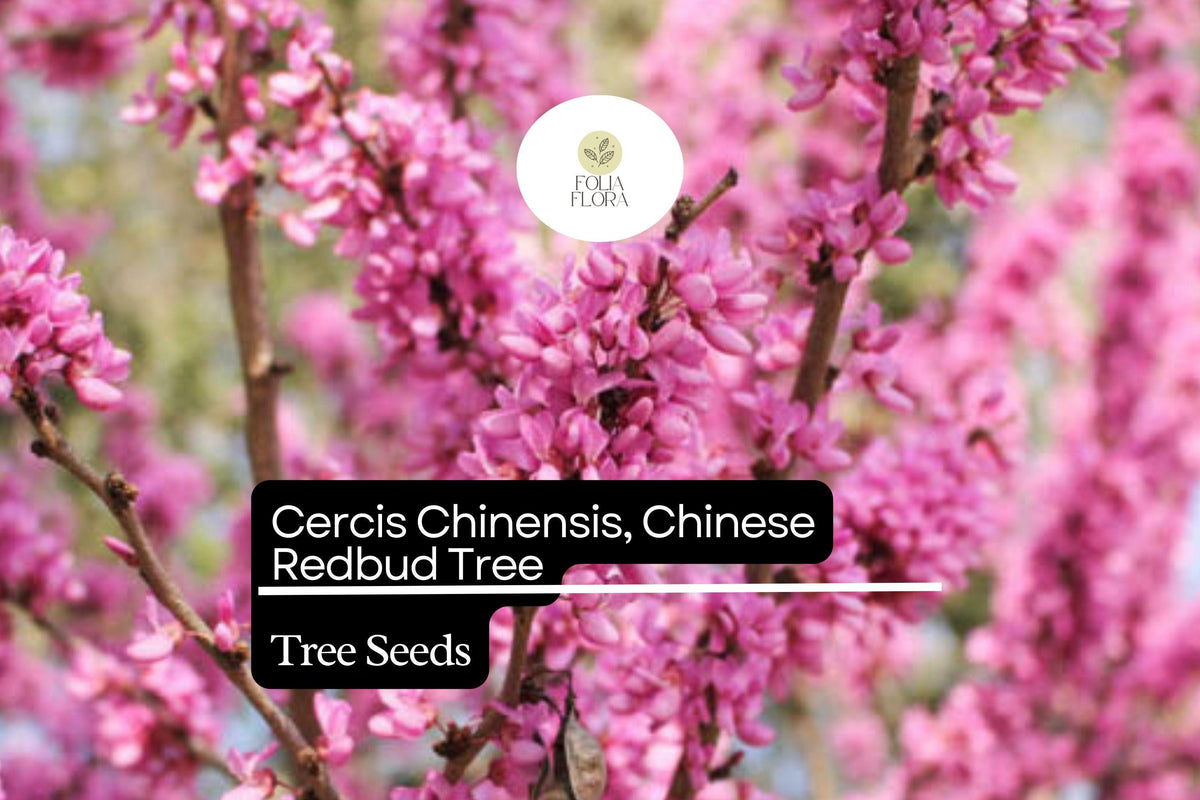 Chinese Redbud Tree Seeds | Cercis Chinensis | Pink Blossoms | Ornamental Deciduous Tree for Garden Landscaping