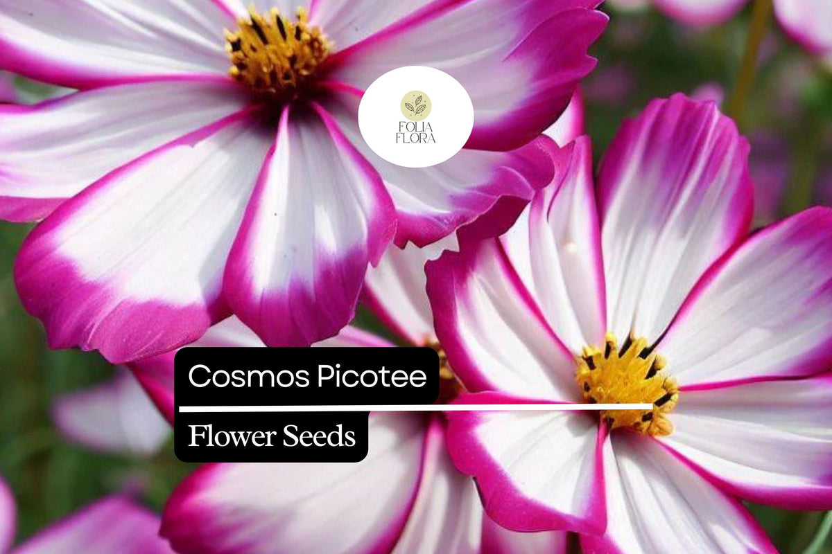 Cosmos Picotee Seeds 1g | Bicolor White Pink Crimson Edges | Pollinator-Friendly Annual Wildflower for Gardens & Meadows