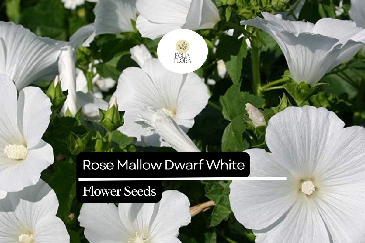 250mg Dwarf White Rose Mallow Seeds | Hibiscus moscheutos | Compact Hardy Perennial with White Blooms