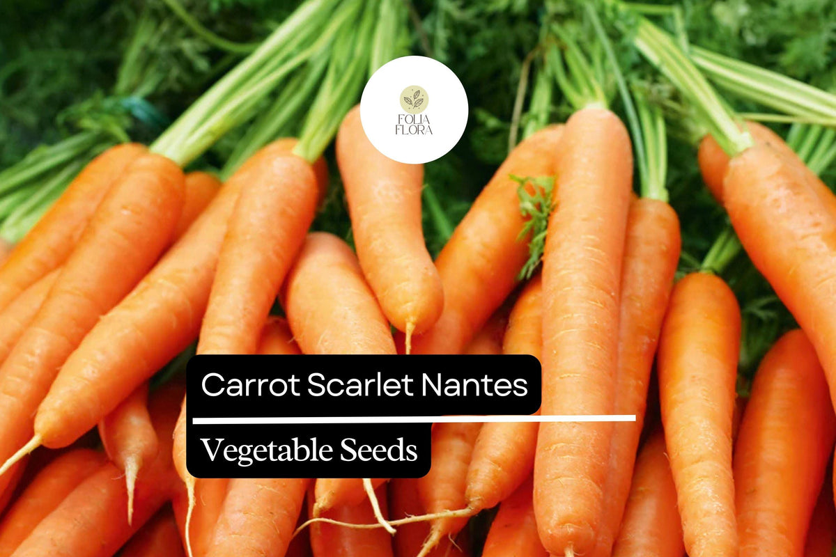 Scarlet Nantes Carrot Seeds 1g | Heirloom Non-GMO Variety for Fresh, Juicing & Cooking | Daucus carota