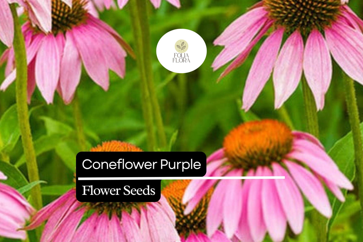 400 Purple Coneflower Seeds – Echinacea purpurea Perennial Wildflower for Pollinators, Drought-Tolerant, Full Sun Garden Plant