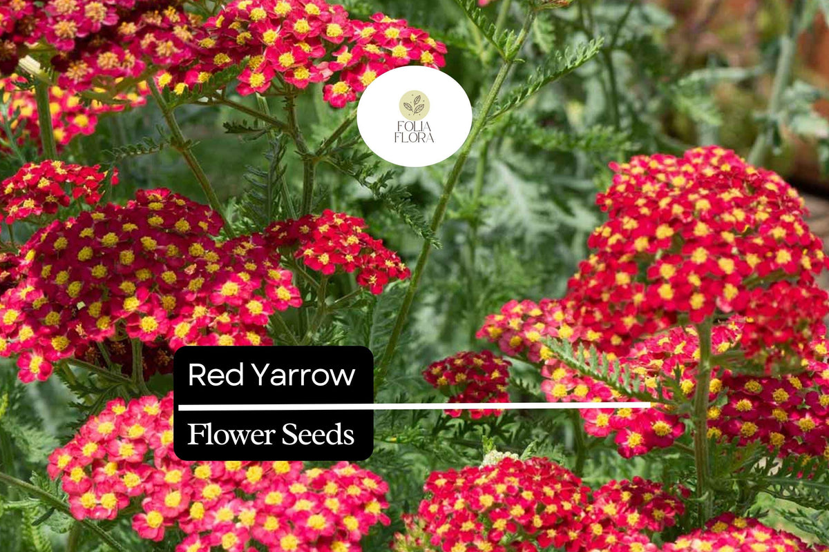 1000 Seeds Red Yarrow Achillea millefolium Wildflower Seeds, Drought-Tolerant, Pollinator-Friendly, Perennial Garden Plant