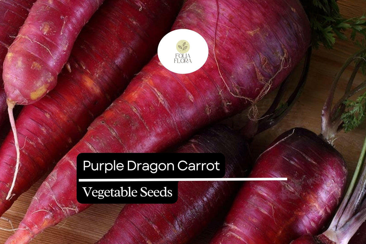 Purple Dragon Carrot Seeds, Heirloom Daucus Carota, 200 Pack, Vibrant Purple Skin & Orange Interior, Sweet Crunchy Flavor