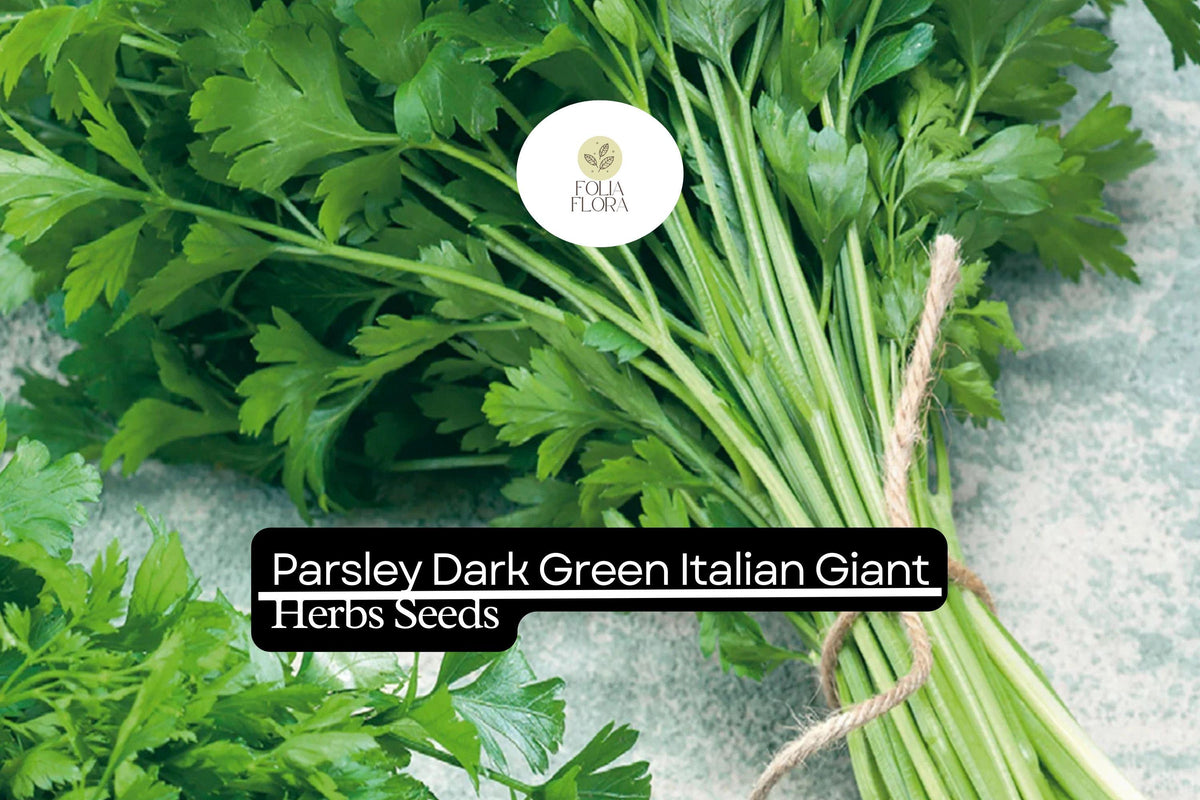 500 Seeds Dark Green Italian Giant Parsley Herb Seeds | Petroselinum crispum neapolitanum | Non-GMO, Heirloom, High-Yield, Culinary Herb