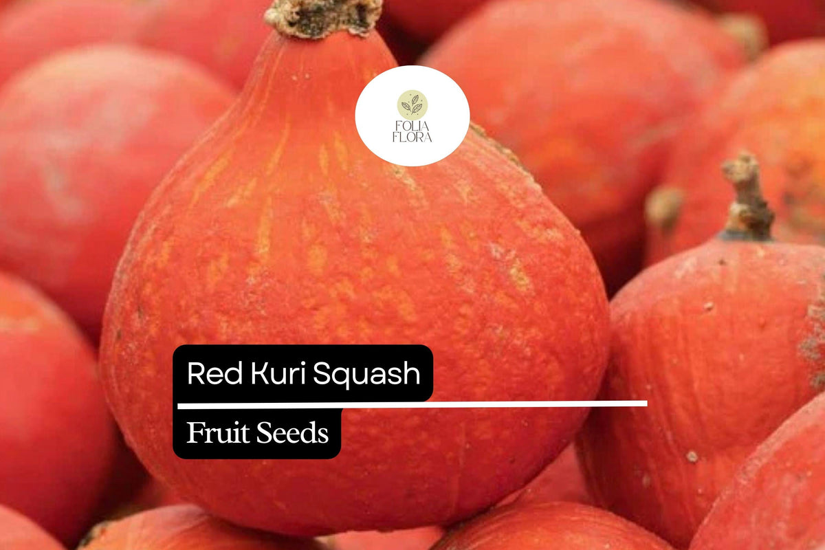 Red Kuri Squash Seeds - Heirloom Cucurbita maxima, Nutty Flavor, Versatile Winter Squash for Roasting, Baking, Soups, and Purees