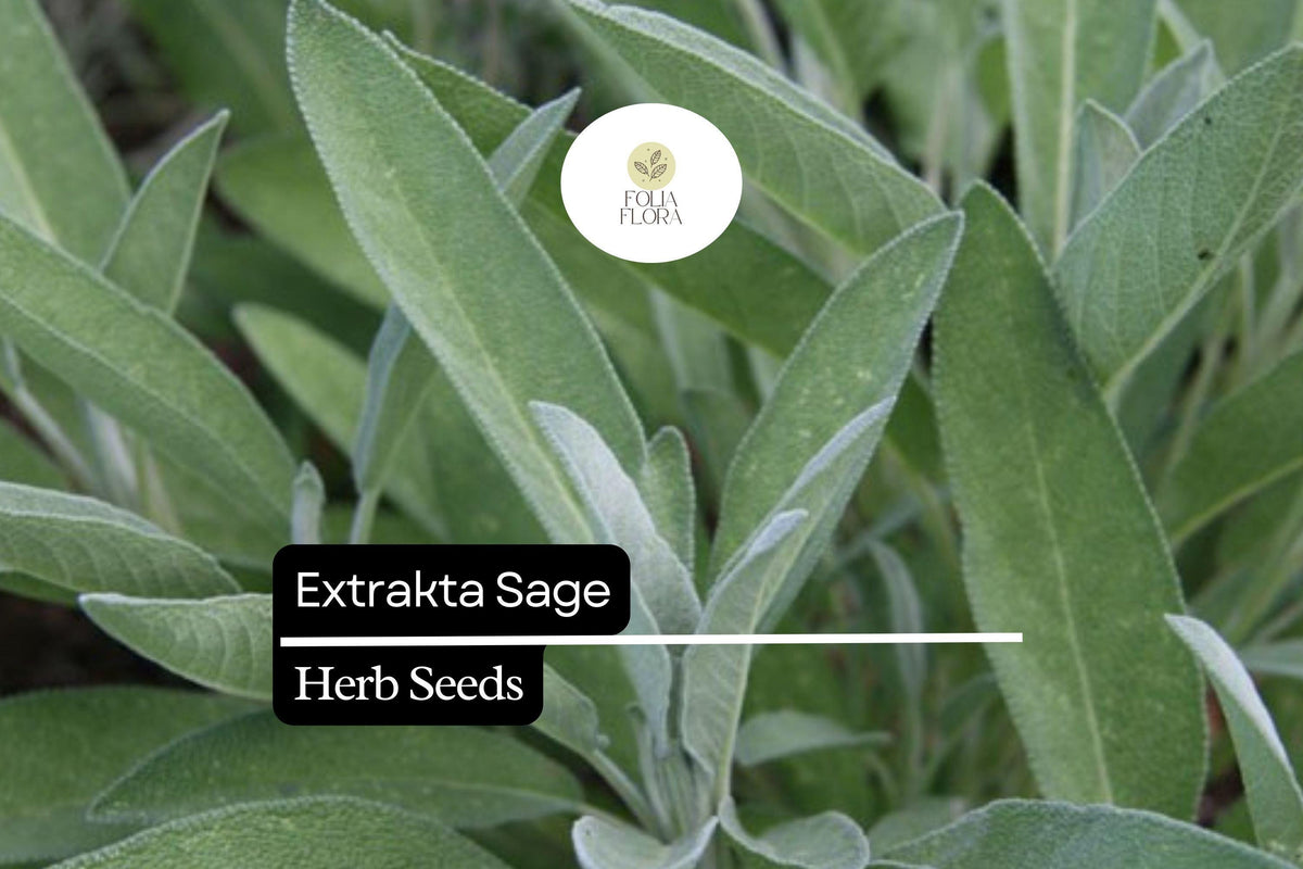Extrakta Sage Seeds (Salvia officinalis) – Aromatic Culinary Herb for Cooking, Drought-Tolerant, Heirloom, Non-GMO