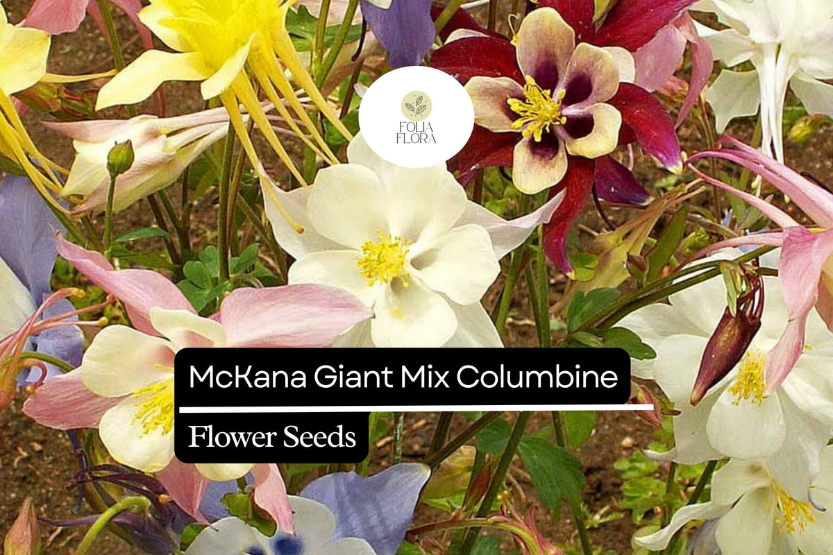 McKana Giant Columbine Seeds | Aquilegia caerulea | Mix of Red, Yellow, Pink, Blue, White Flowers | Perennial Garden Plant
