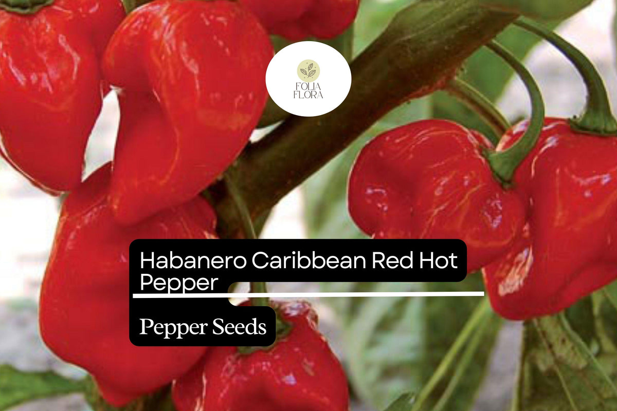 Caribbean Red Habanero Pepper Seeds | Spicy, High Yield, Non-GMO | Capsicum chinense, Bright Red, 250mg Packet