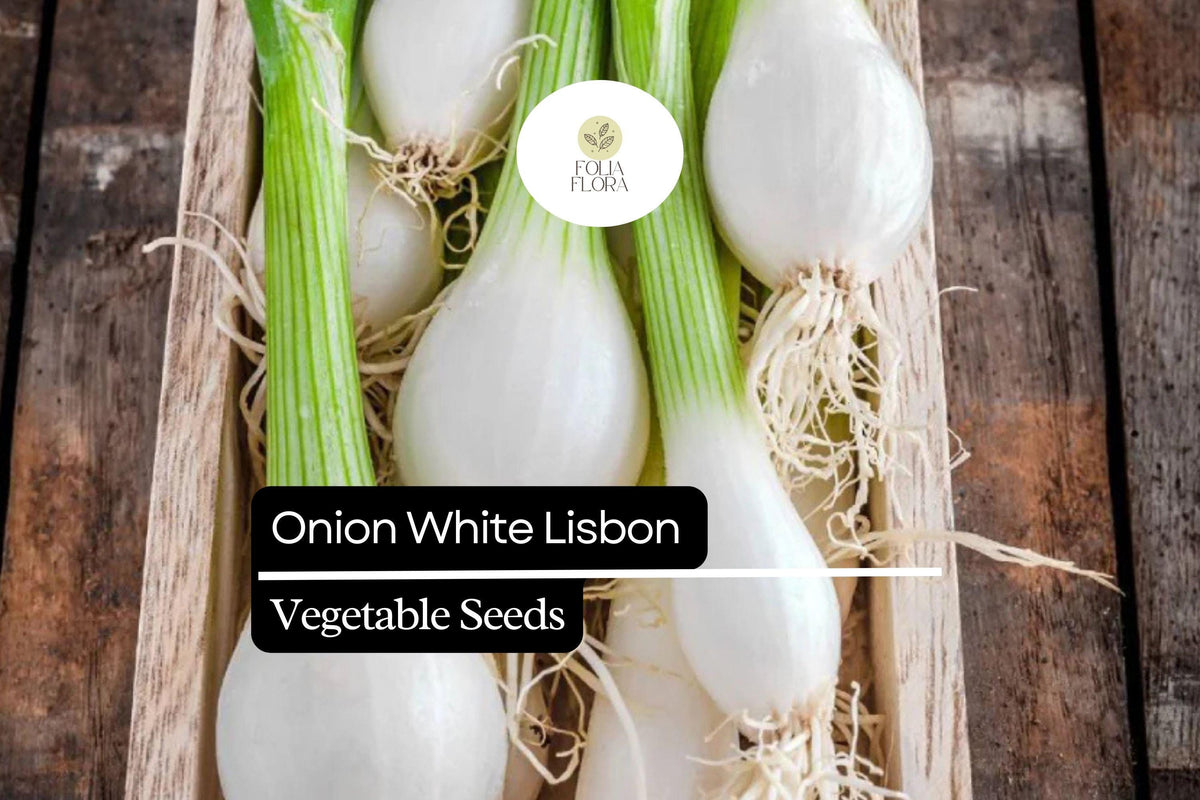 250 Seeds White Lisbon Onion Seeds – Allium cepa, Mild Flavor, Green Bunching Onion for Fresh Eating & Garnishes