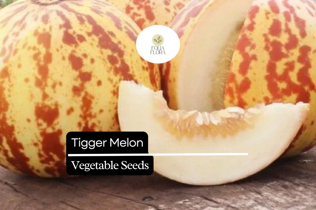 Tigger Melon Seeds – Heirloom Striped Skin, Fragrant White Flesh, Compact Vine, Cucumis melo