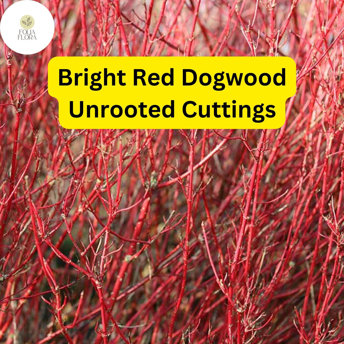 Bright Red Dogwood Unrooted Cuttings | Cornus sericea Hardy Shrub with Vibrant Red Stems