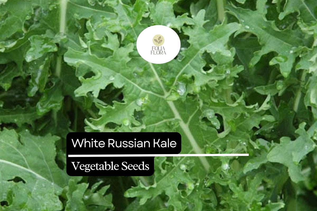200 Seeds White Russian Kale Brassica napus Frost-Hardy, Tender Green Leaves, Purple-Red Stems, Winter Vegetable Seed
