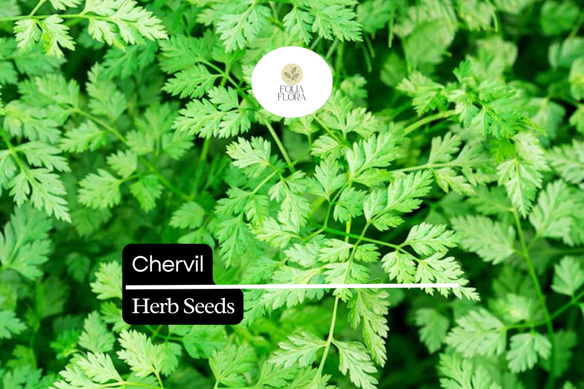 400 Seeds Chervil Herb Pack – Aromatic Anthriscus cerefolium for Cooking & Garnishing