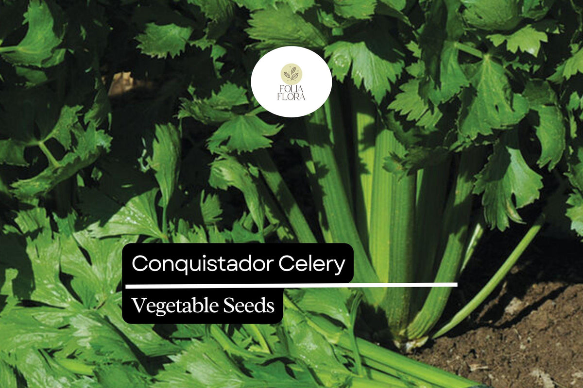 100 Seeds Conquistador Celery (Apium graveolens) - Crisp, Flavorful, High-Yield Variety for Salads & Cooking
