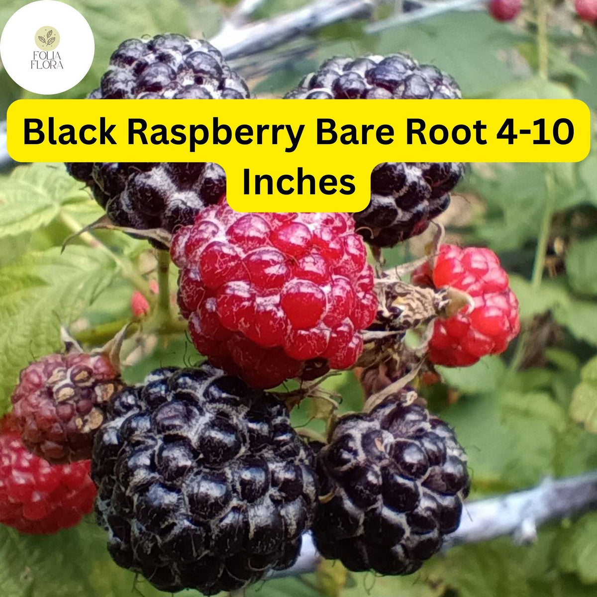 Mysore Black Raspberry Plant Live Bare Root Starter – Rubus niveus Edible Fruit, Pollinator-Friendly, Fast-Growing