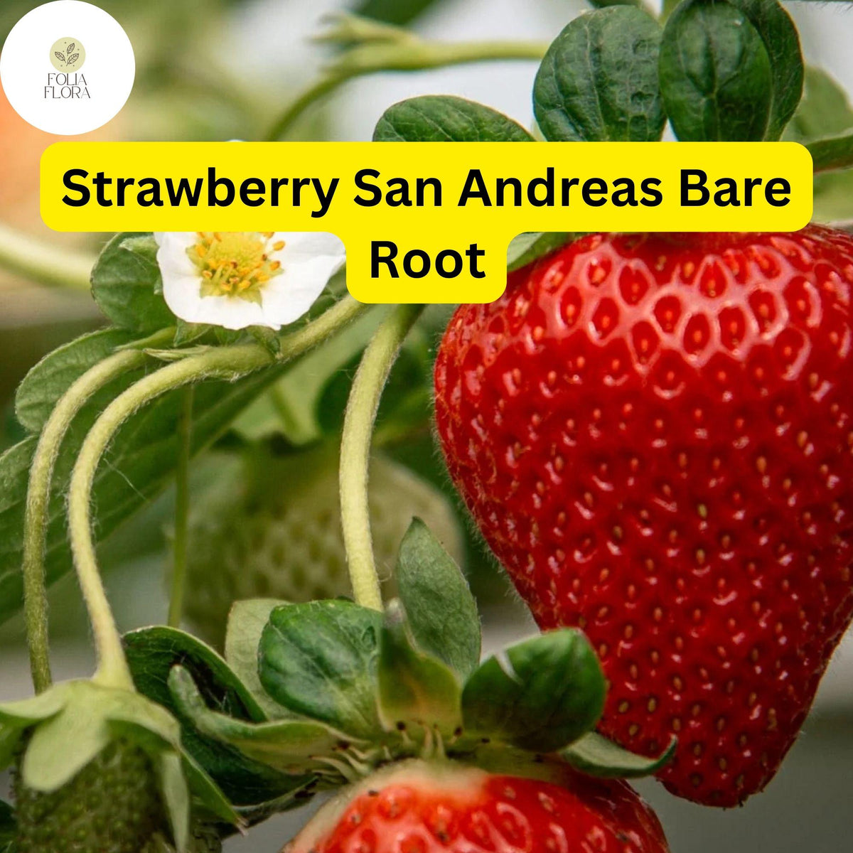 Bare Root Everbearing Strawberry Plants Pack of 10 San Andreas Fragaria x ananassa USDA Zones 4-9