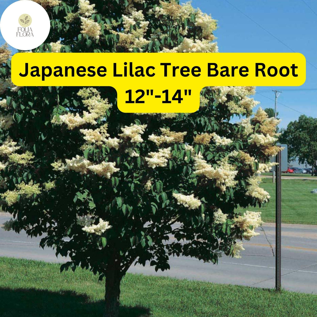 Japanese Lilac Tree Bare Root – 12-14" Syringa reticulata, Fragrant Creamy-White Flowers, Ornamental, Pest-Resistant