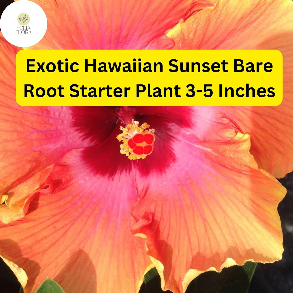 Exotic Hawaiian Sunset Fiesta Hibiscus Bare Root Plant - Tropical Flowering Shrub Hibiscus rosa-sinensis