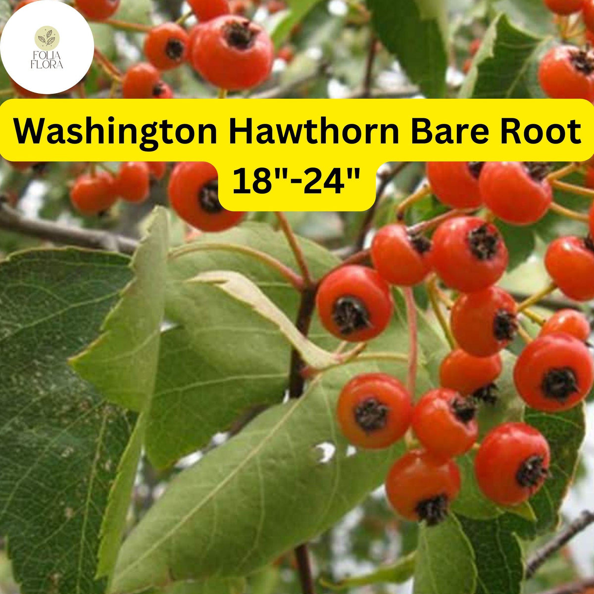 Washington Hawthorn Tree Bare Root 18-24 Inches, Crataegus phaenopyrum, White Flowers & Red Berries
