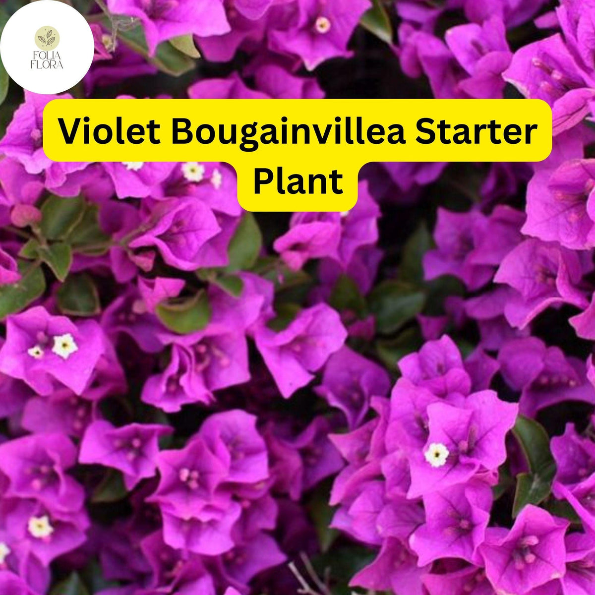 Violet Bougainvillea Live Starter Plant - Easy to Grow, Flowering, Drought-Tolerant, Climbing, Garden, Patio, Container, Scientific Name: Bougainvillea glabra