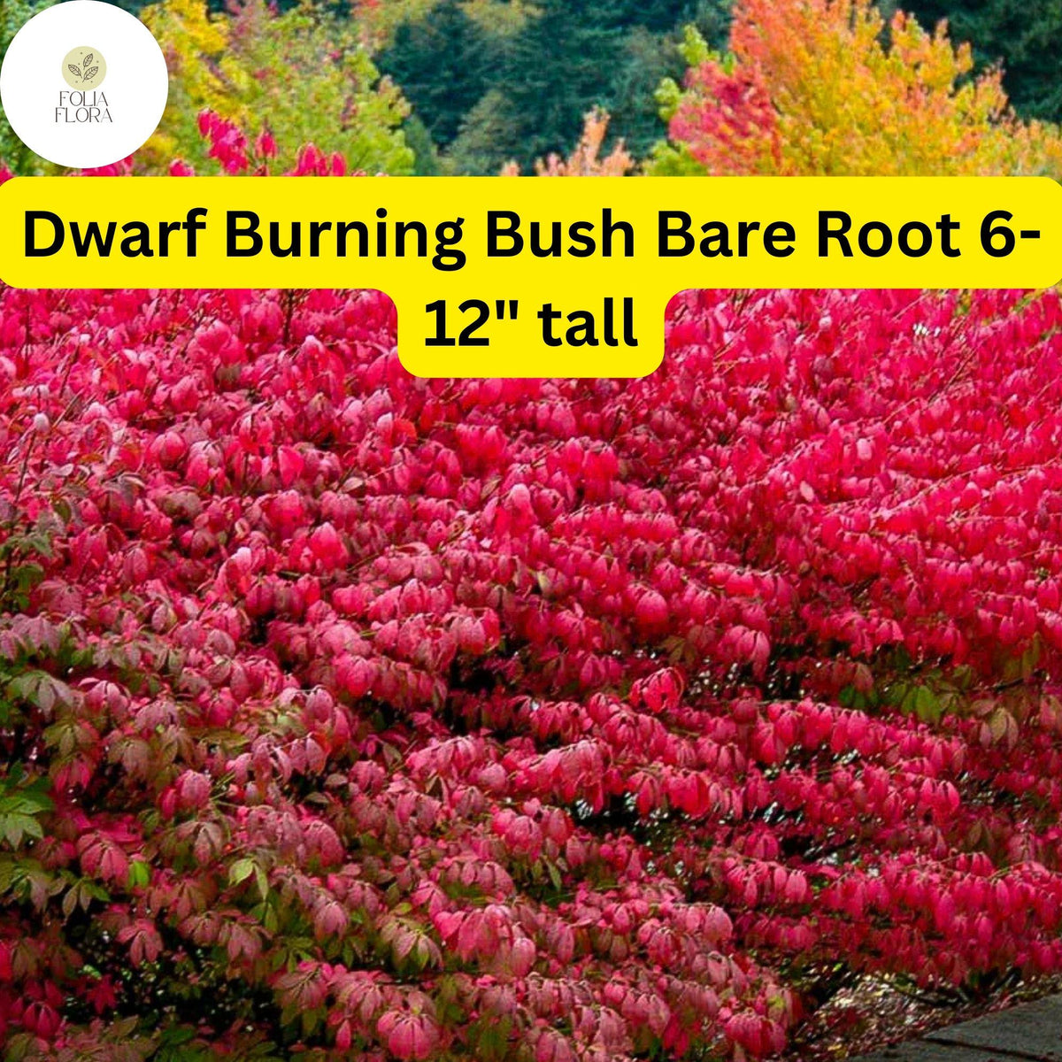 Dwarf Burning Bush Bare Root Shrub Euonymus alatus Compact Fall Foliage for Borders and Hedges