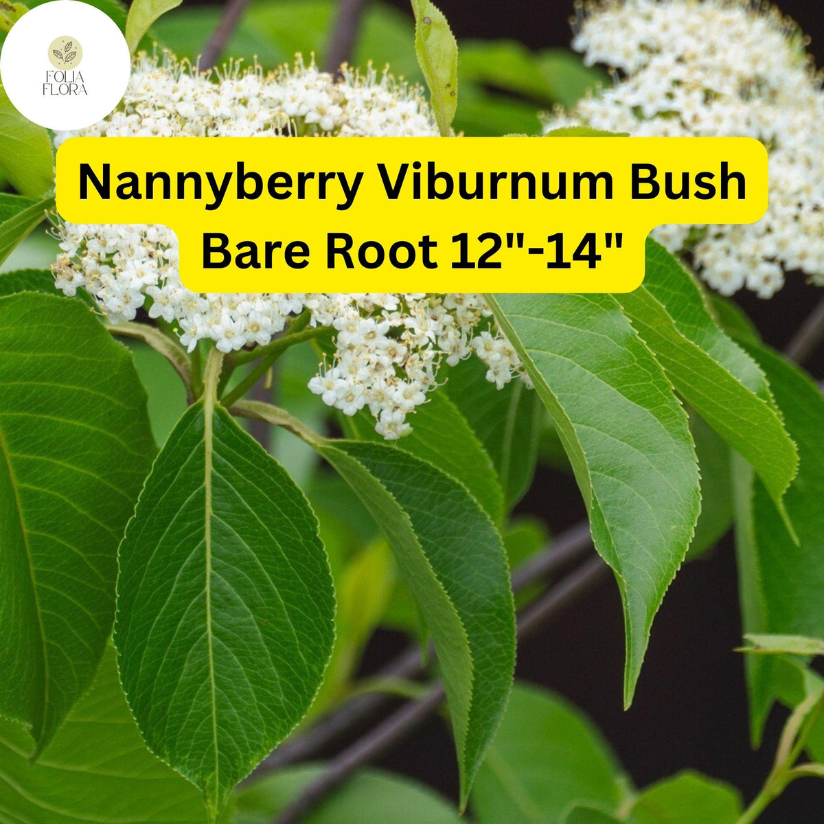 Nannyberry Viburnum Bush Bare Root Plant 12-14" | Viburnum lentago Shrub for Hedgerows & Wildlife