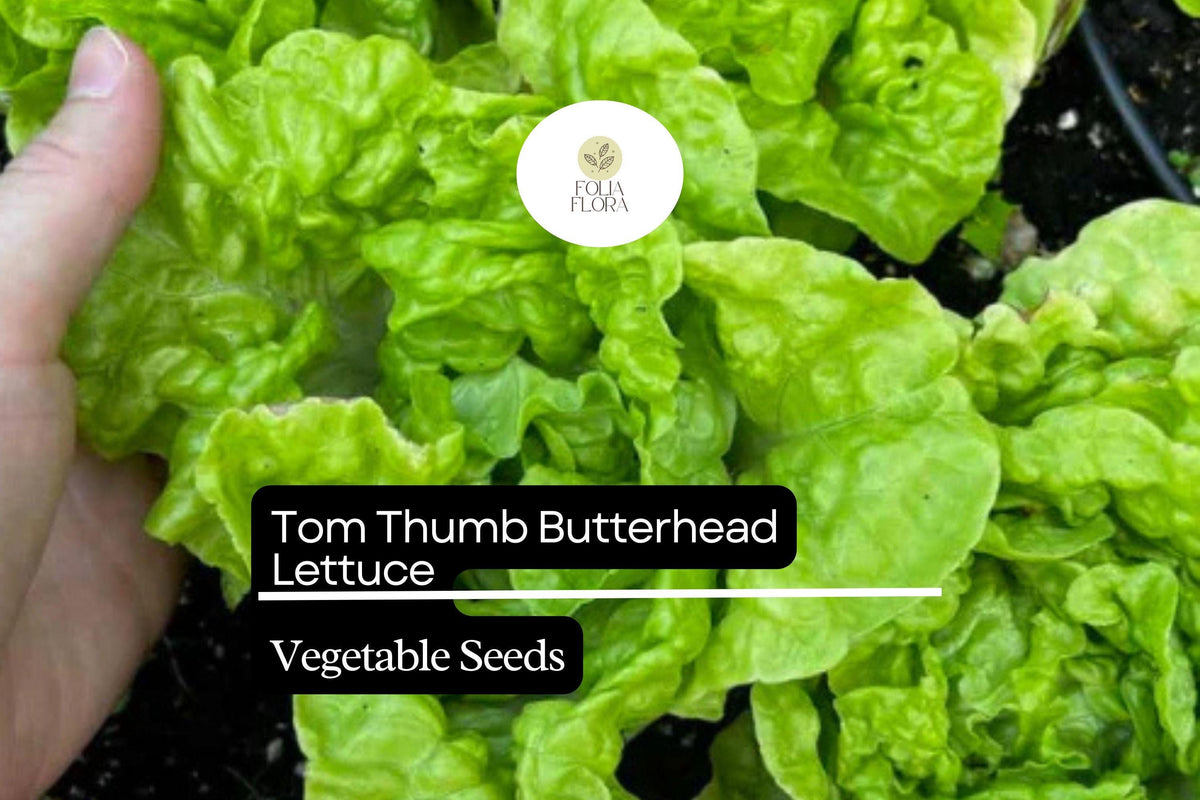 1000 Tom Thumb Lettuce Seeds – Mini Heirloom Butterhead Lactuca sativa for Container Gardening & Fresh Salads