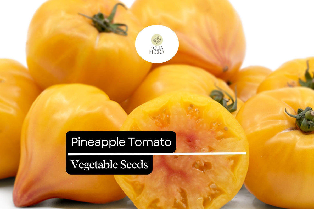Pineapple Tomato Seeds 30 Count | Heirloom Bicolor Solanum lycopersicum | Sweet Juicy Large Fruits