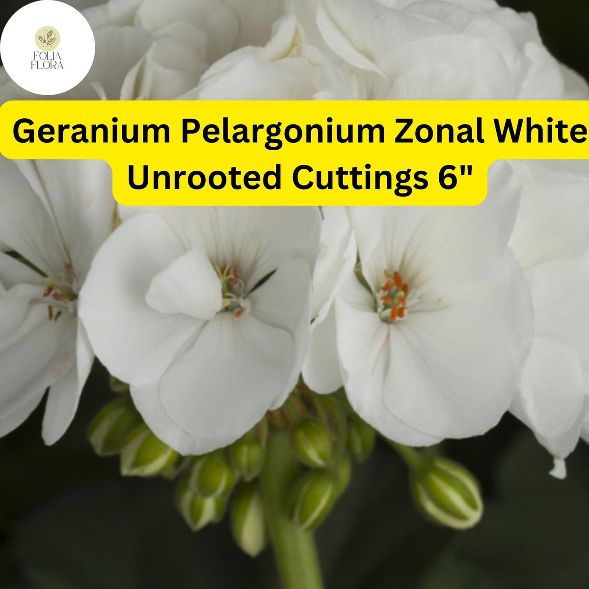 White Geranium Cuttings | Drought-Tolerant Zonal Pelargonium ‘White’ | Live 6” Unrooted Plants