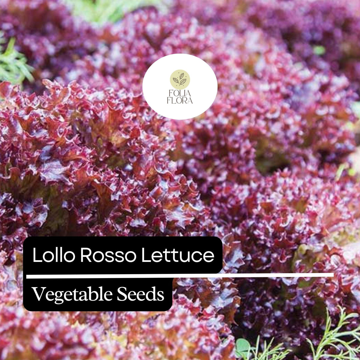 1000 Lollo Rosso Lettuce Seeds – Heirloom, Non-GMO, Frilly Red-Leaf Variety, Lactuca sativa