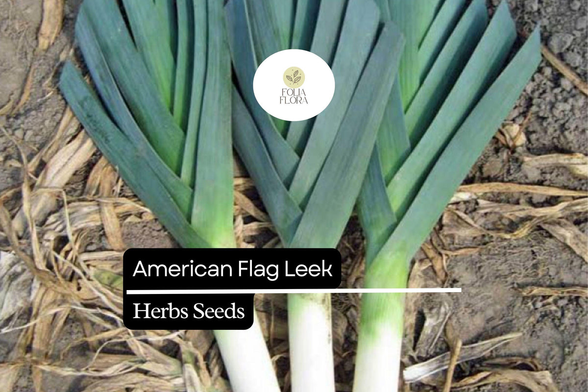 Heirloom American Flag Leek Seeds – Allium ampeloprasum – Long White Stems, Cold-Hardy, Gourmet Cooking, High-Yield, 200 Seeds